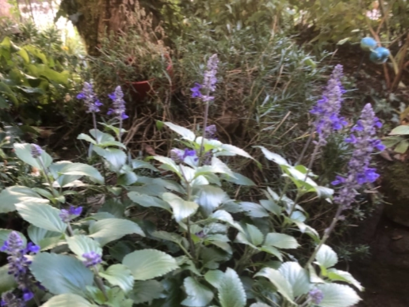 Naturgarten mit Stauden